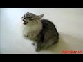 Animal Screaming Like Human Compilation # Funny Animal
