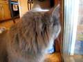 Serious Cat