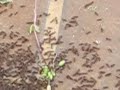 Ant attack 2