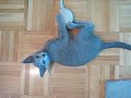 Kitten attacking everything Kitten attacking everything