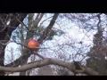 Ode to andy goldsworthy