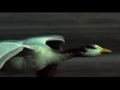Красивое Видео :: Beautiful Video