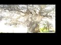 albero_un albero_un