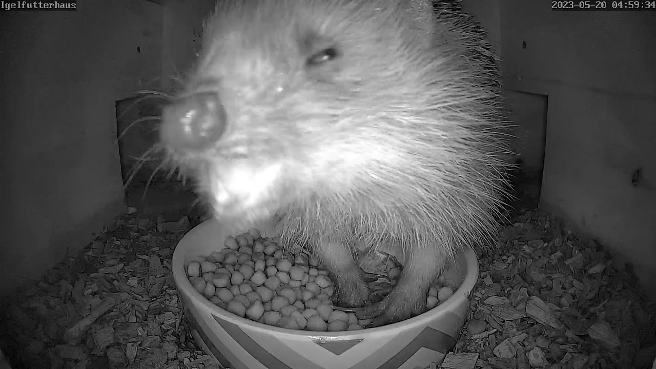 Der ausgewilderte Igel scheint sich hier wohlzufühlen! | 20.05.2023