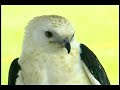 AVIAN RECONDITIONING CENTER FOR BIRDS OF PREY 10/26/2007