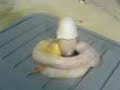 pena pena