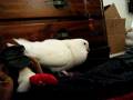 videos de Kong_romance