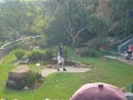 Taronga Zoo Sydeny... Bird show Taronga Zoo Sydeny... Bird show