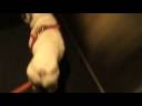 Hobbes rides the elevator