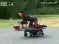 LiveLeak