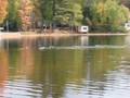 videos de Noisy Canadian Geese