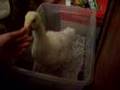 Sebastopol Goose