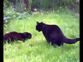 Ollie Vs Intruder Cat Ollie Vs Intruder Cat