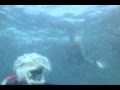 videos de Freedive to 32 m/ 105 ft/ 79 sec with cheap snorkeling fins, Catalina Island