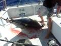 videos de Ahi Beating!!
