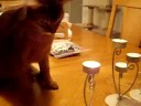 ??????Cat likes playing with fire