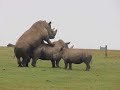 HD Rhino mating at Whipsnade Zoo With baby rhino watching. classic.