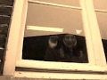 videos de Léa