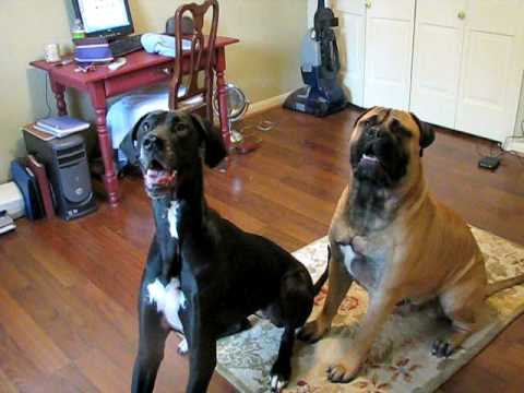 bullmastiff
