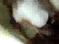 dans ?lg?n