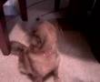 Buffy-Howling