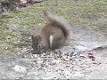 The Critters At Stoney Swamp