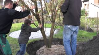 #596 Wie pflanze ich einen Grossbaum Teil 7v11 - Entfernen der Kranträger