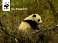 Giant panda Giant panda