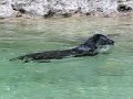 Flatcoated Retriever