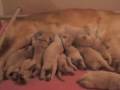 Cuccioli di Toffee