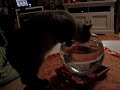 Drunk Kitten