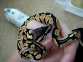 Reptile Super Show Pick ups, Pastel Ball Python + GTP