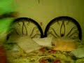 edgar y checo