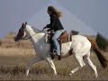 Ladys Final Passion - pretty, broke trail riding mare