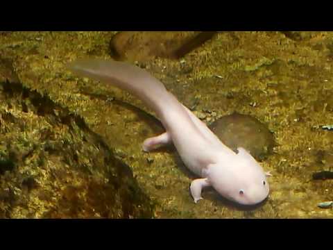 Axolotl - Aquarium Berlin - Dezember 2017
