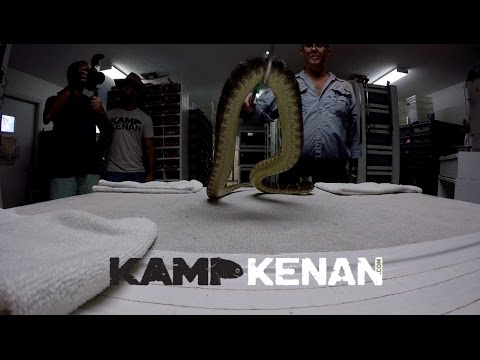YouTube reptile video