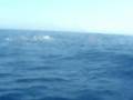 videos de Le Castella Cetaceo 3