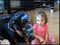 are dobermans vicious.....see for yourself are dobermans vicious.....see for yourself