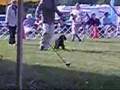 Chinese Crested Breed Show