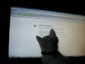 videos de Gato persigue ratóntóntón