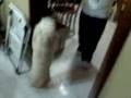 videos de zizu pide premio