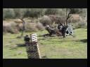 TORNEO PAINTBALL SUPERVIVIENTES 2008 1�Fase (30/11/08) ALMER�A-ABLA