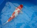 Multistep kohaku van sakaikoi wellen Multistep kohaku van sakaikoi wellen