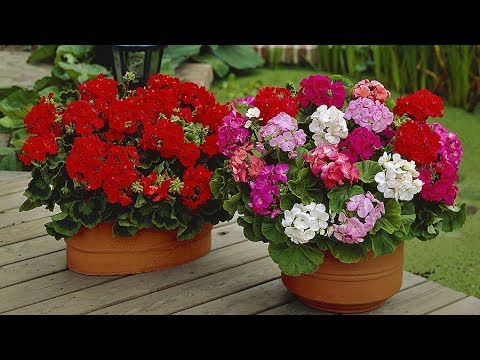 how to replant geraniums