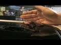 Baby Corn Snake Eating Pinky