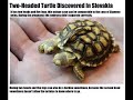 Click here to watch this video Real Life Mutant Turtle, Not really Teenage or Ninja Though. Caused by Radiation?