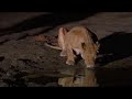 injured lioness must drink