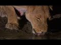 injured lioness must drink