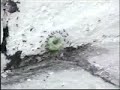 A group of tiny ants carry a Froot Loop on a wall.