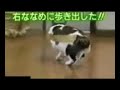 Cat Vs. Sellotape